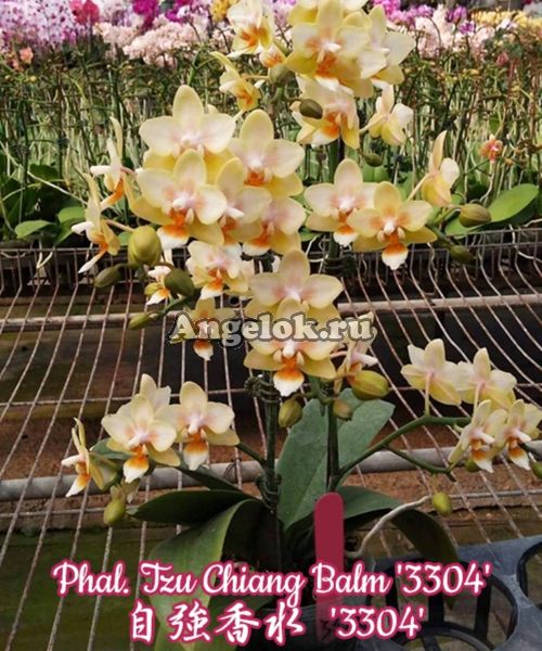 фото Фаленопсис (Phalaenopsis Tzu Chiang Balm '3304') Тайвань от магазина магазина орхидей Ангелок