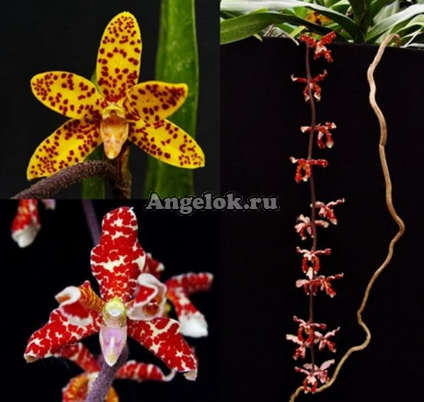 фото Диморфорхис (Dimorphorchis lowii) от магазина магазина орхидей Ангелок