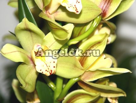фото Цимбидиум (Cymbidium) c-11 от магазина магазина орхидей Ангелок