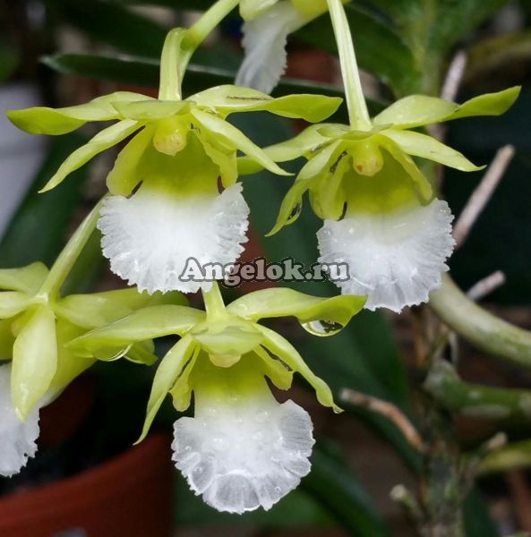 фото Христенсония вьетнамская (Christensonia vietnamica) Тайвань от магазина магазина орхидей Ангелок