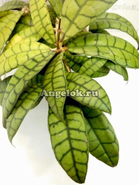 Хойя Калистофилла (Hoya Callistophylla) черенок