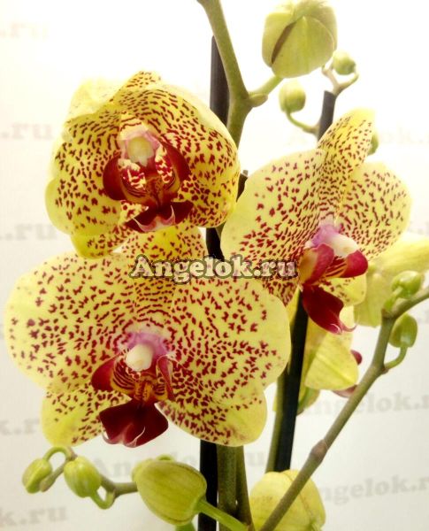 фото Фаленопсис Причудливые Веснушки (Phalaenopsis Fancy Freckles) от магазина магазина орхидей Ангелок