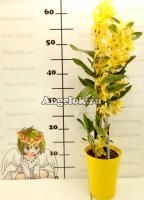 Дендробиум нобиле (Dendrobium Stardust Chyomi)