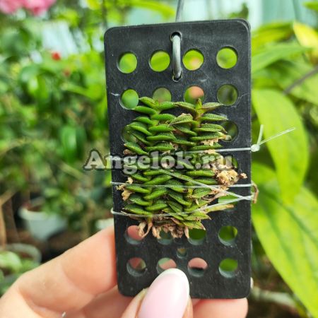 фото Шенорхис (Schoenorchis scolopendria ) от магазина магазина орхидей Ангелок