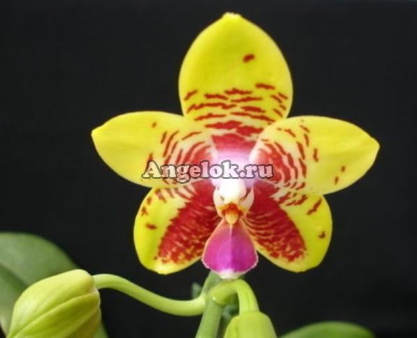 фото Фаленопсис ( P. Orchid World) Тайвань от магазина магазина орхидей Ангелок