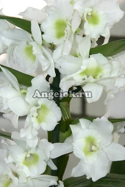 фото Дендробиум нобиле детка (D.nobile) d-03 белый от магазина магазина орхидей Ангелок