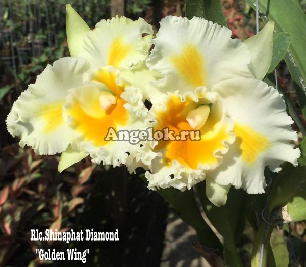 фото Каттлея (Rlc.Shinaphat Diamond 'Golden Wing') от магазина магазина орхидей Ангелок