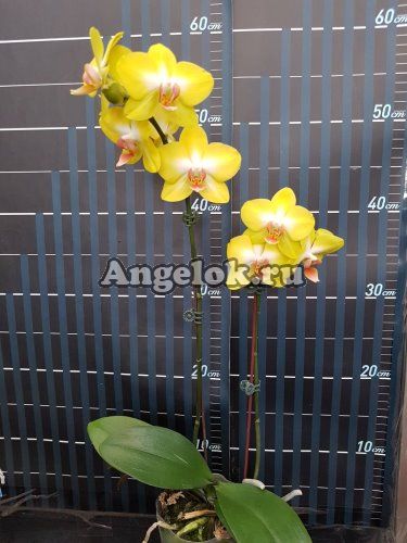 фото Фаленопсис (P.PZO Canary TOGA/SM) Тайвань от магазина магазина орхидей Ангелок