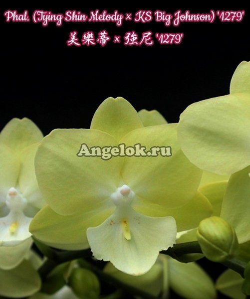 фото Фаленопсис Биг Лип (Phalaenopsis Tying Shin Melody × KS Big Johnson) '1279') Тайвань от магазина магазина орхидей Ангелок