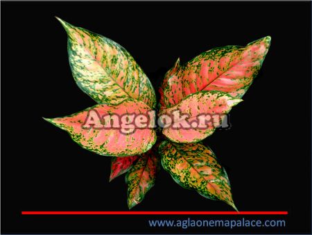 фото Аглаонема (Aglaonema Lom phet) от магазина магазина орхидей Ангелок