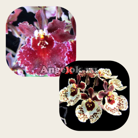 фото Толумния гибрид (Tolumnia)  от магазина магазина орхидей Ангелок