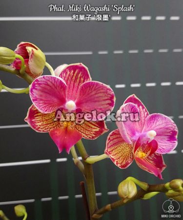 фото Фаленопсис детка (Phalaenopsis Miki Wagashi 'Splash') Тайвань от магазина магазина орхидей Ангелок
