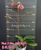 фото Фаленопсис детка (Phalaenopsis I-Hsin Litch '1025') Тайвань от магазина магазина орхидей Ангелок