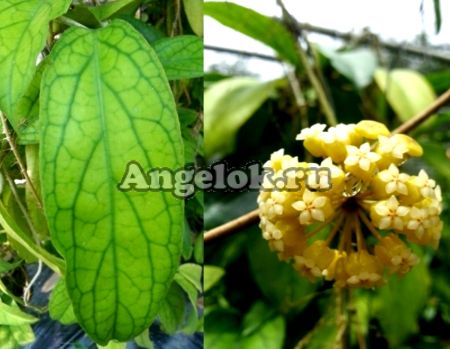 фото Хойя (Hoya Golden eyes) черенок от магазина магазина орхидей Ангелок