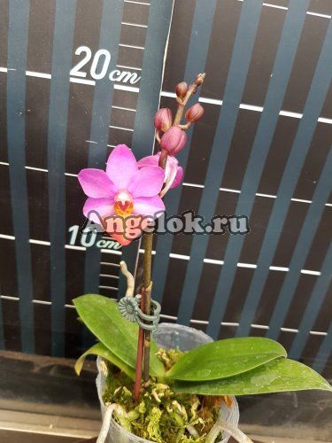 фото Фаленопсис (P. Liu's Triprince'pink') Тайвань от магазина магазина орхидей Ангелок