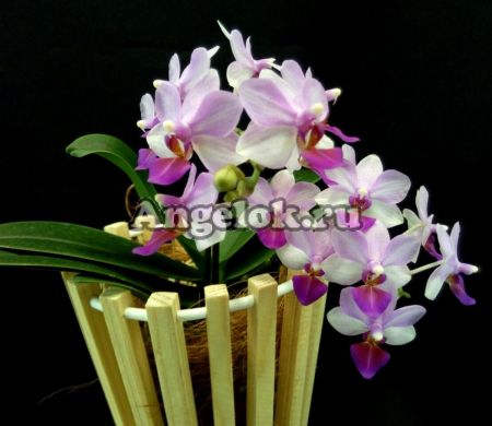 фото Фаленопсис Льюис Берри (Phalaenopsis Liu's Berry) Тайвань от магазина магазина орхидей Ангелок