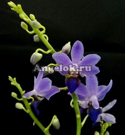 фото Фаленопсис (Phalaenopsis Purple Gem) от магазина магазина орхидей Ангелок