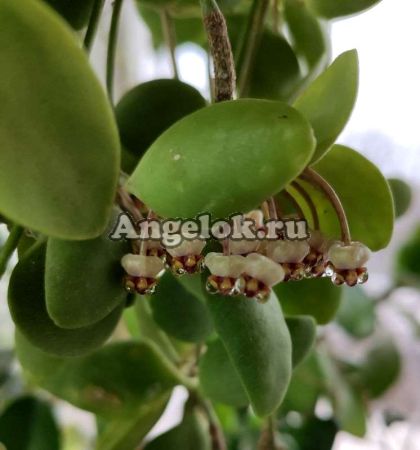 фото Хойя Андаленская (Hoya andalensis) черенок от магазина магазина орхидей Ангелок
