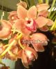 фото Цимбидиум (Cymbidium) Peach Cascade от магазина магазина орхидей Ангелок