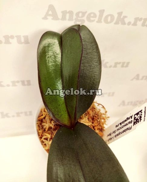 фото Фаленопсис Биг Бенг детка (Phalaenopsis I-Hsin The Big Bang) от магазина магазина орхидей Ангелок