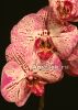 фото Фаленопсис Мелоди (Phalaenopsis Melody) от магазина магазина орхидей Ангелок