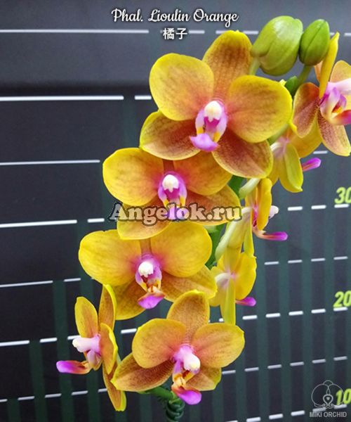 фото Фаленопсис детка (Phalaenopsis Lioulin Orange) Тайвань от магазина магазина орхидей Ангелок