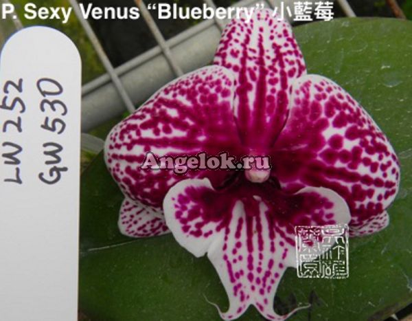 фото Фаленопсис Биг Лип (P. Sexy Venus “Blueberry”) Тайвань от магазина магазина орхидей Ангелок