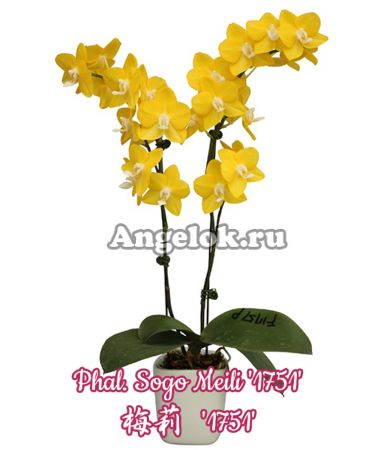 фото Фаленопсис (Phalaenopsis Sogo Meili '1751') Тайвань от магазина магазина орхидей Ангелок