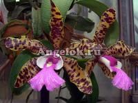 фото Каттлея (Cattleya aclandiae) от магазина магазина орхидей Ангелок