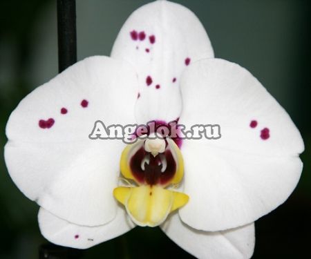 Фаленопсис (Phalaenopsis ) ph-10