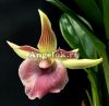 фото Кохлеантес (Stenizella Risaralda) от магазина магазина орхидей Ангелок