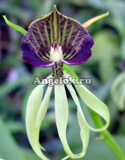 фото Энциклия коклеата (Prosthechea cochleata/ Encyclia cochleata) от магазина магазина орхидей Ангелок