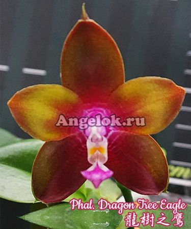 фото Фаленопсис (Phalaenopsis Dragon Tree Eagle) Тайвань от магазина магазина орхидей Ангелок