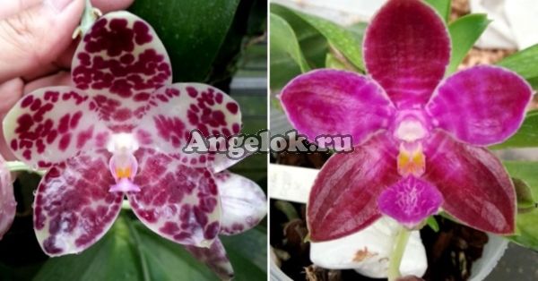 фото Фаленопсис (P. gigantea x P. lueddemanniana) Тайвань от магазина магазина орхидей Ангелок