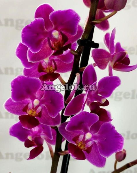 фото Фаленопсис бабочка (Phalaenopsis Little Pinky) пелорик от магазина магазина орхидей Ангелок