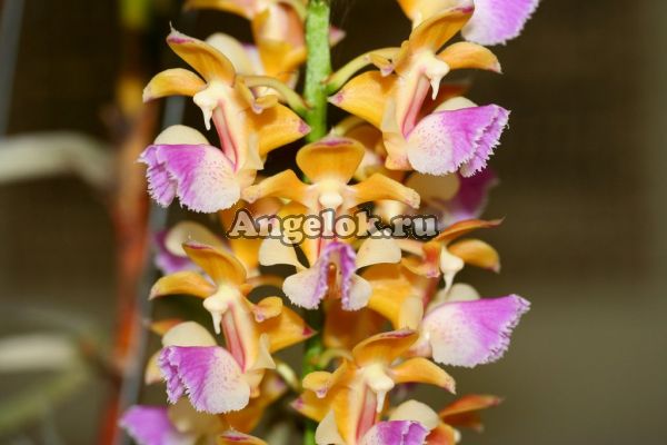фото Аэридес (Aerides houlletiana) от магазина магазина орхидей Ангелок