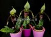фото Пафиопедилум Сукхакула (Paphiopedilum sukhakulii) мини от магазина магазина орхидей Ангелок