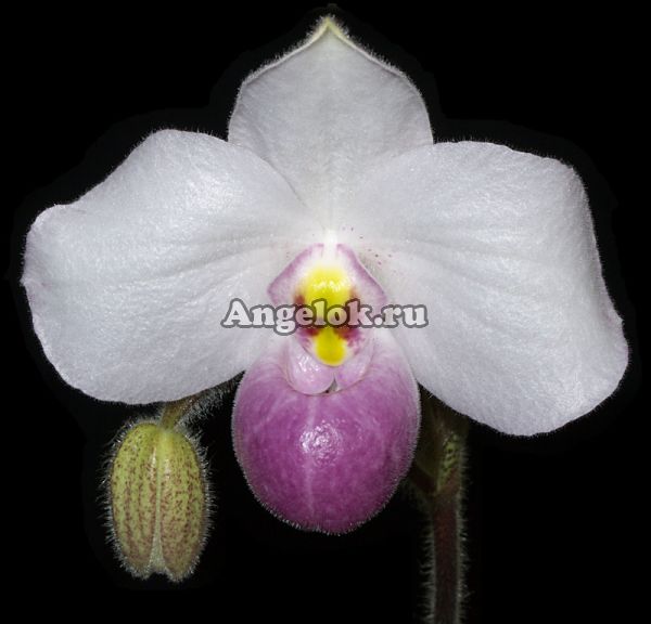 фото Пафиопедилюм Деленати (Paphiopedilum Delenatii) от магазина магазина орхидей Ангелок