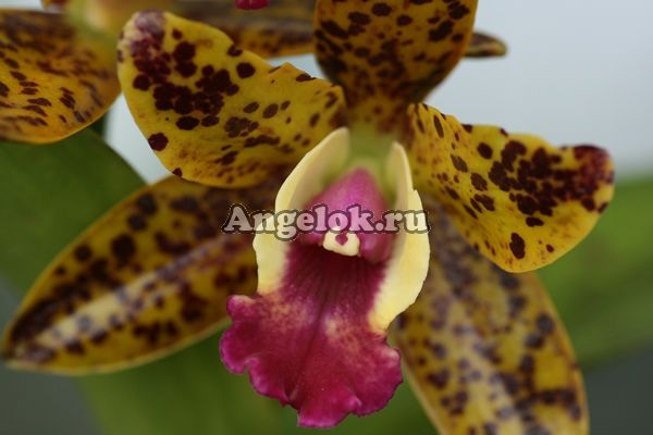 фото Каттлея (Cattleya) cat-15 от магазина магазина орхидей Ангелок