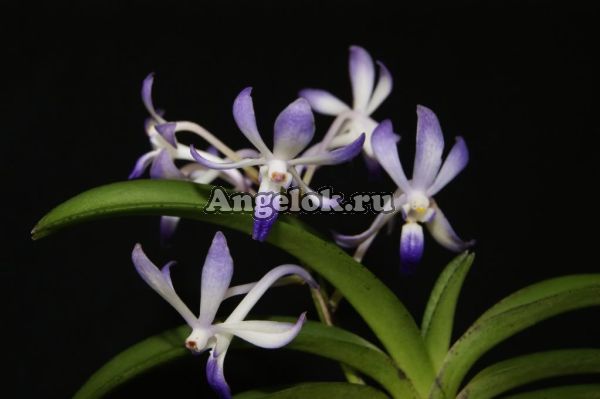 фото Неостилис (Neostylis Lou Sneary) Тайвань от магазина магазина орхидей Ангелок