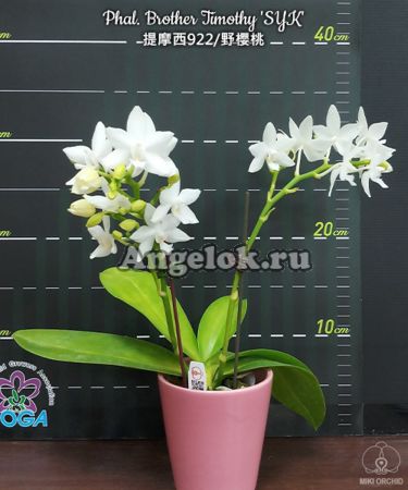 фото Фаленопсис детка (Phalaenopsis Brother Timothy 'SYK') Тайвань от магазина магазина орхидей Ангелок