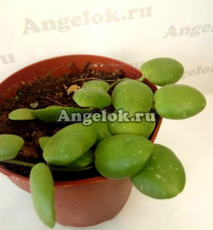 фото Хойя Андаленская (Hoya andalensis) черенок от магазина магазина орхидей Ангелок