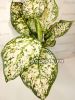 фото Аглаонема (Aglaonema White Anyamanee) от магазина магазина орхидей Ангелок