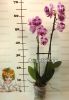 Фаленопсис (Phalaenopsis ) ph-54_1