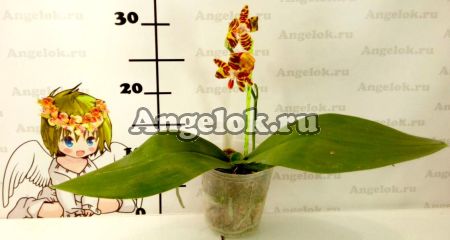 Фаленопсис Девид Лим (Phalaenopsis David Lim) Тайвань