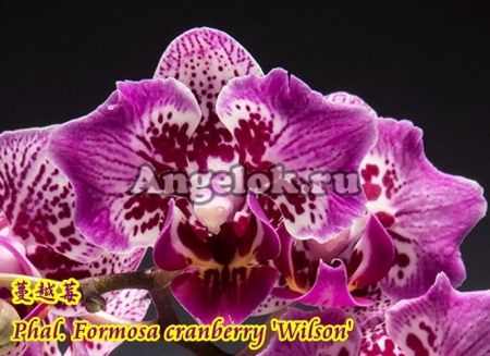 фото Фаленопсис (Phalaenopsis Formosa Cranberry 'Wilson') Тайвань от магазина магазина орхидей Ангелок