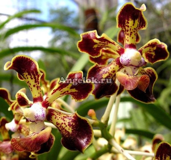 фото Ванда (Vanda merrillii var. rotorii) от магазина магазина орхидей Ангелок