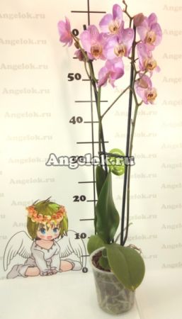 Фаленопсис (Phalaenopsis ) ph-103