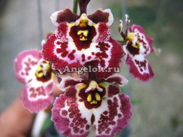 фото Толумния (Tolumnia Jk Firm Butterfly) от магазина магазина орхидей Ангелок
