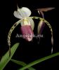 фото Пафиопедилум (Paph.stonei) от магазина магазина орхидей Ангелок